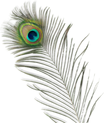 A peacock feather with vibrant green, blue, and gold eye pattern.