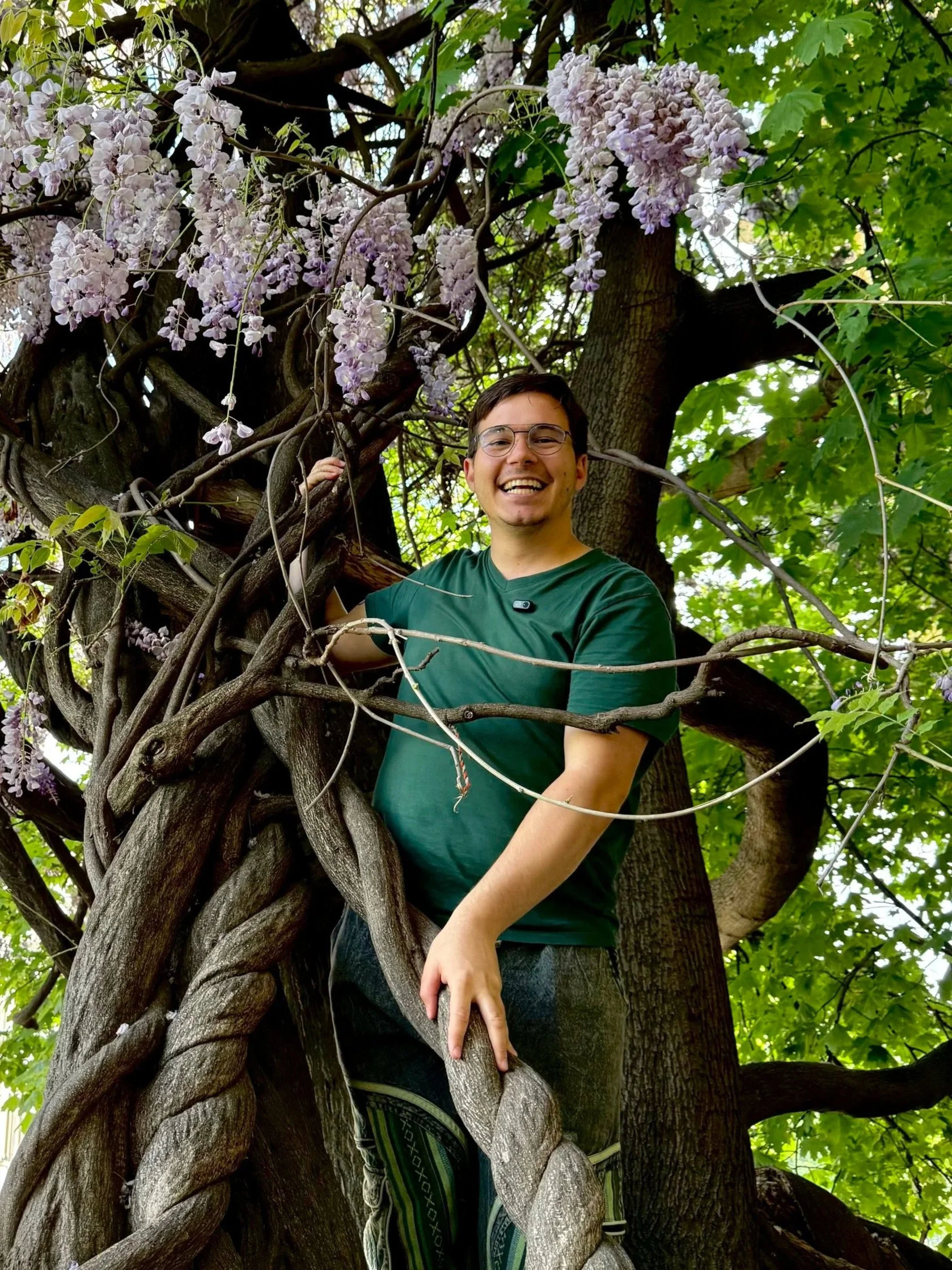 A smiling young man with glasses standing in a green leafy tree, surrounded by thick, twisting branches and clusters of light purple flowers.