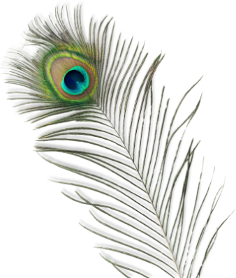 A close-up of a peacock feather showing iridescent green, blue, and gold eye pattern with detailed barbs.