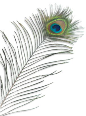 Close-up of a peacock feather with an eye-like pattern.
