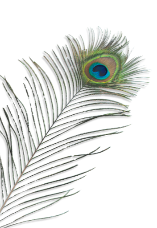 Close-up of a peacock feather with an eye-like pattern on the top part of the feather.