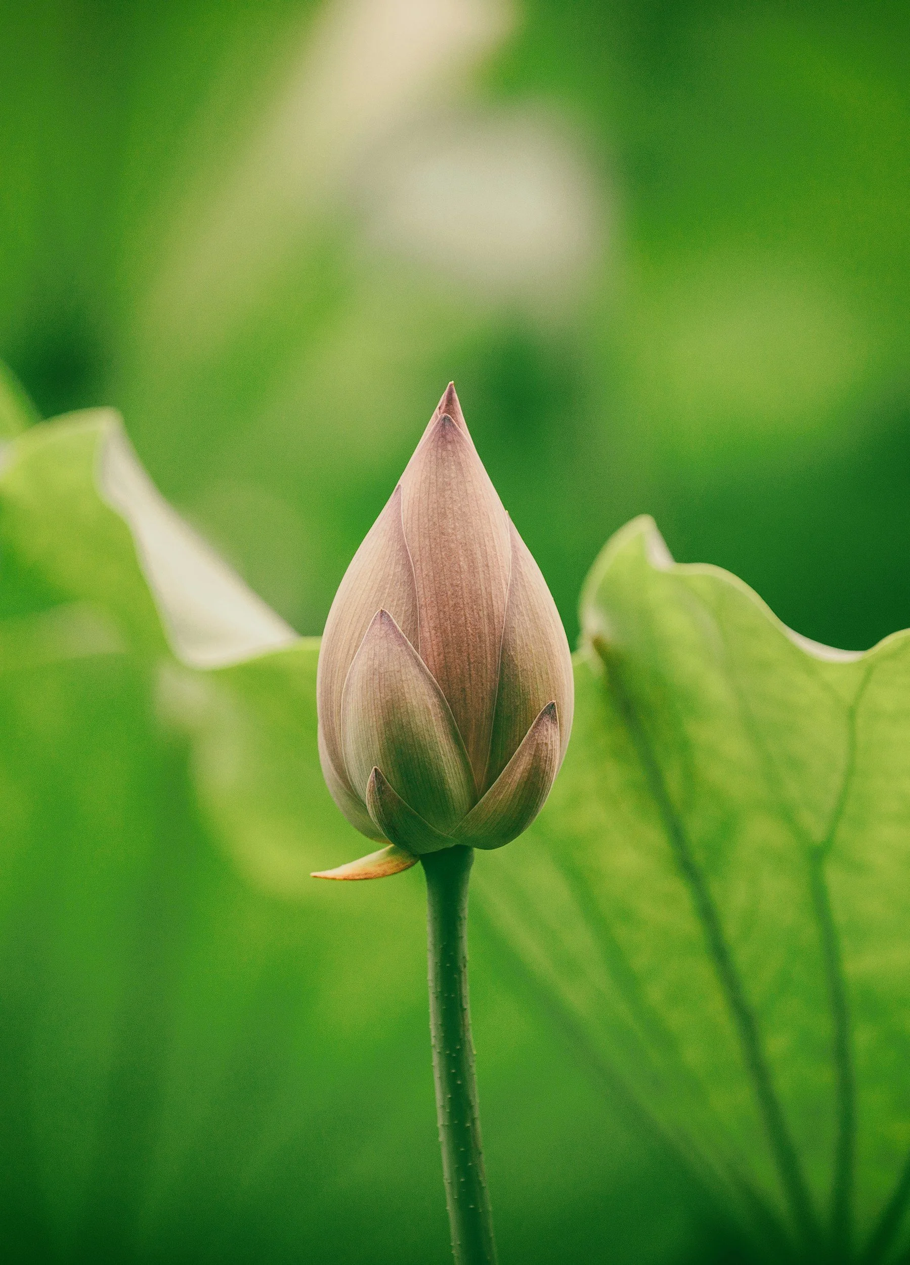 unsplash-image-FgEfl6g6cZw.jpg