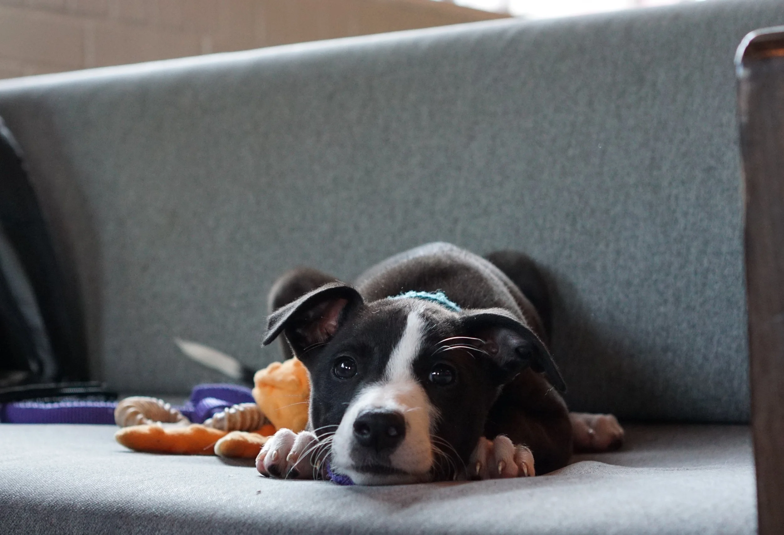 A puppy with black and white fur (Pippin) lying on a grey couch with a few plush toys nearby, looking at the camera.