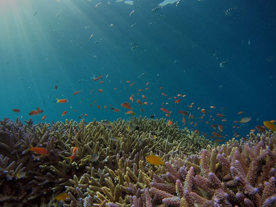 Underwater scene with coral reef, colorful fish, and sunlight rays penetrating the water.