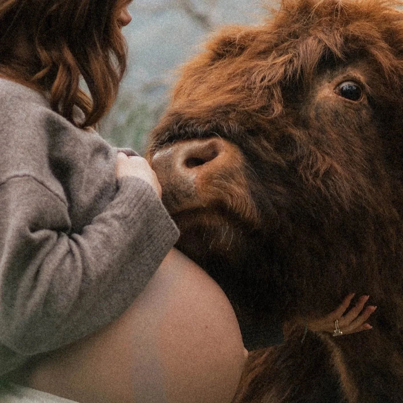 Highland Cow &amp; Horse Photoshoots on the Mornington Peninsula
