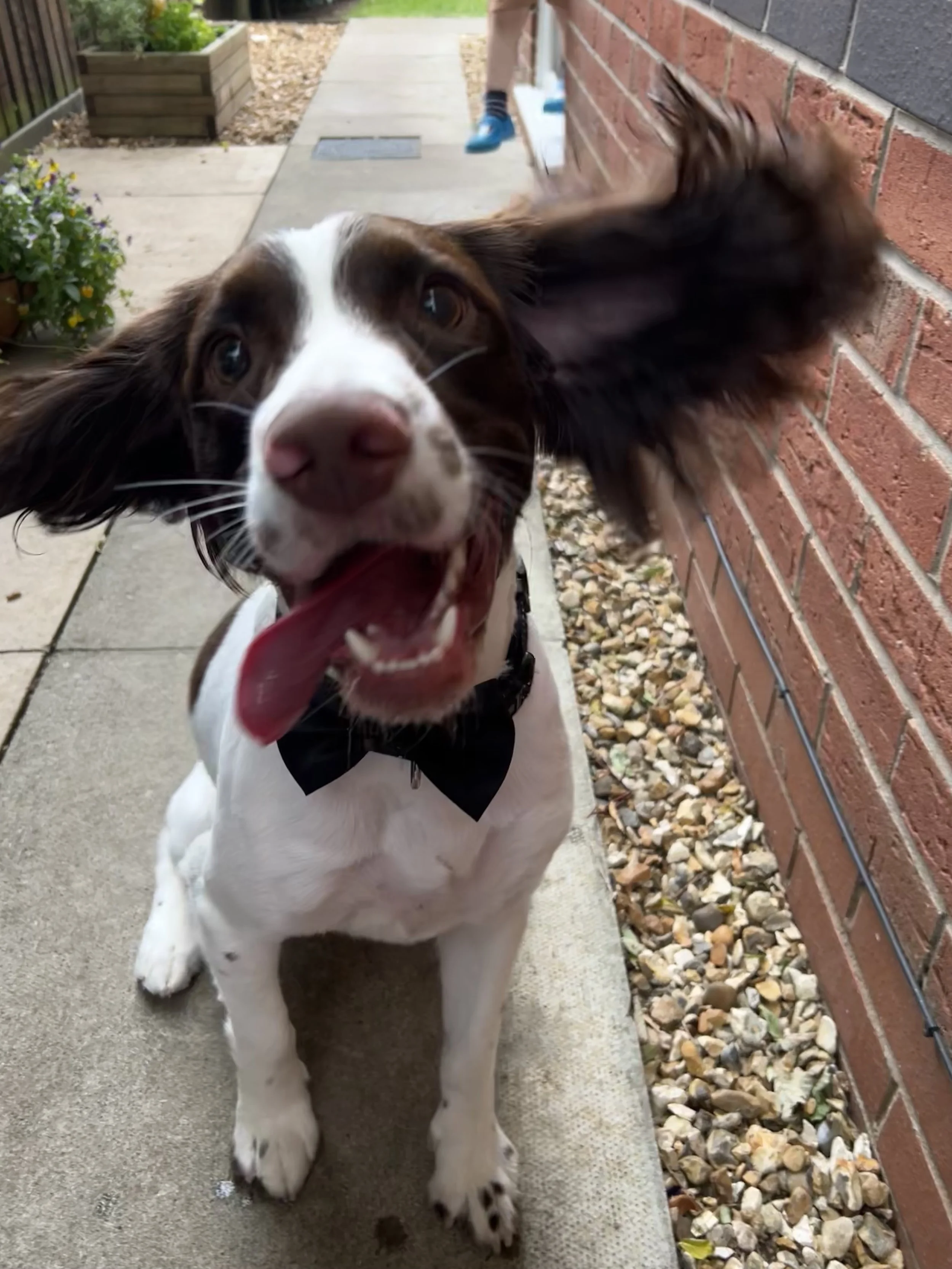 Monty the springer spaniel, mascot of Nikki Clark Marketing Hexham