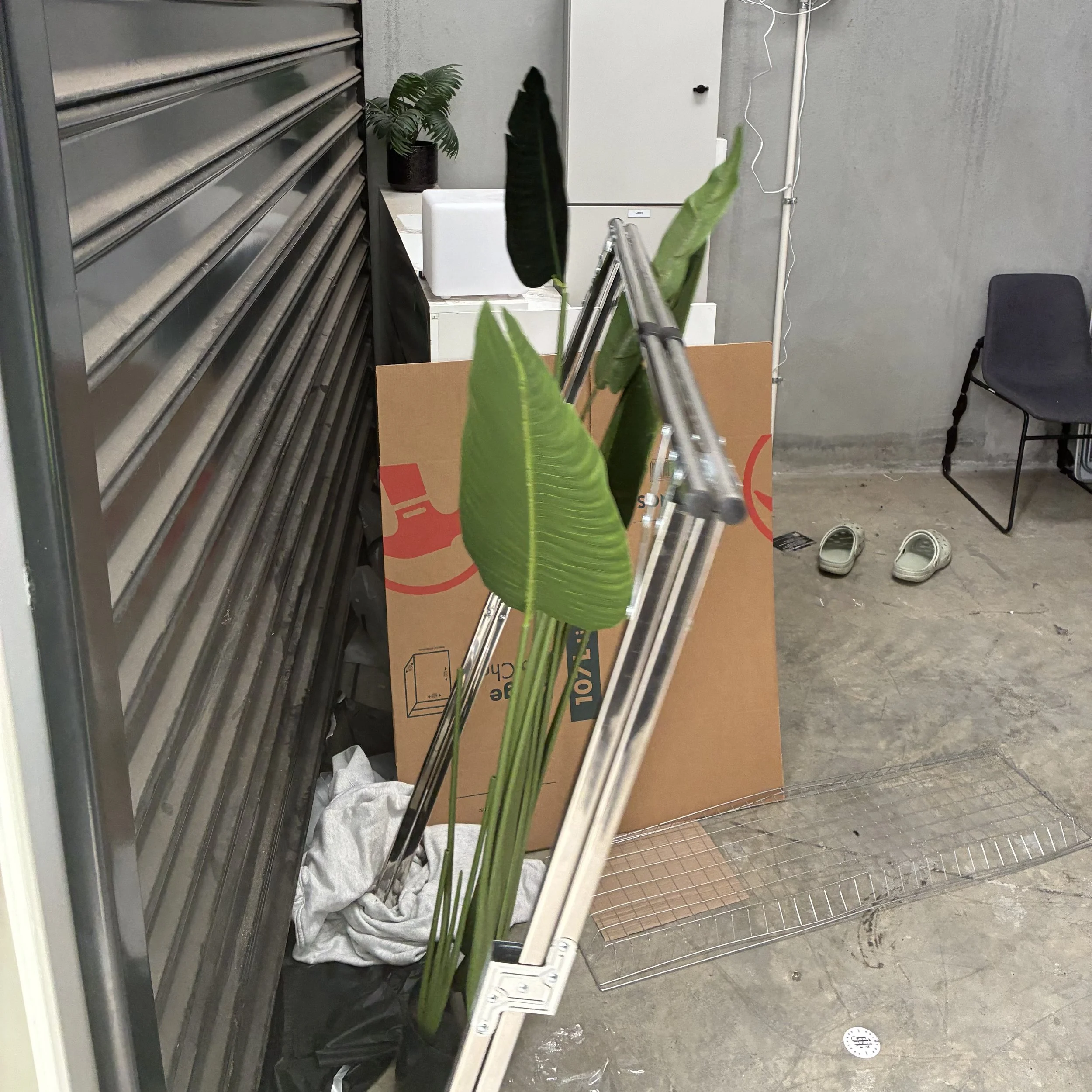 A large green plant with broad leaves is in front of various storage items including a clothes drying rack, a cardboard box, an electrical power strip, and other household items in a room with concrete walls.