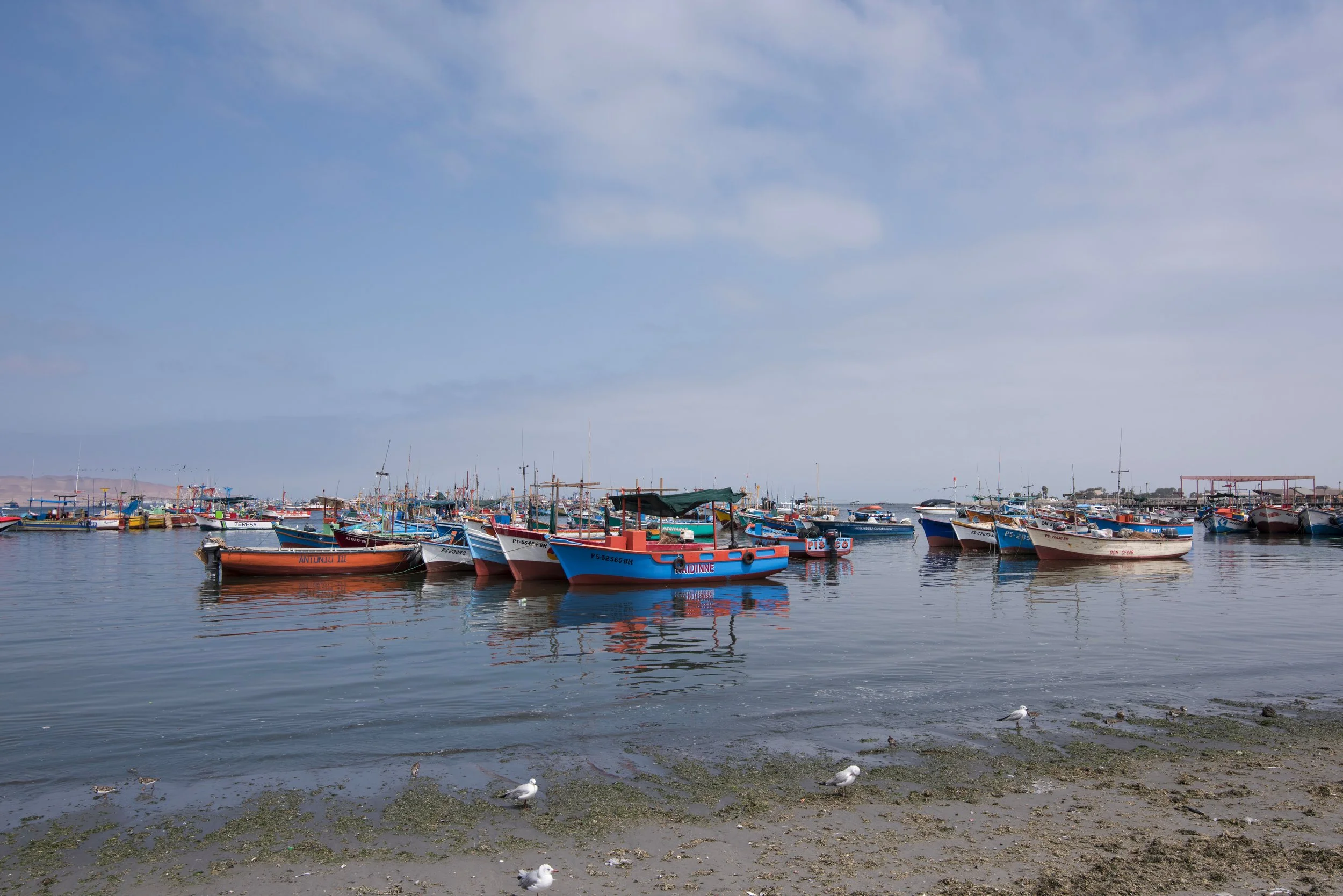 DSC_6319.jpg