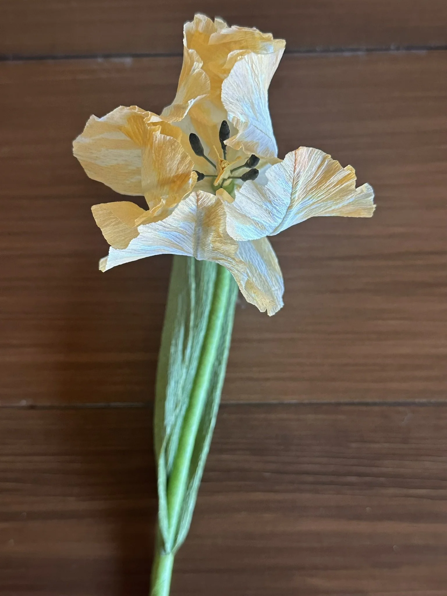 IMG_8874.JPEG
