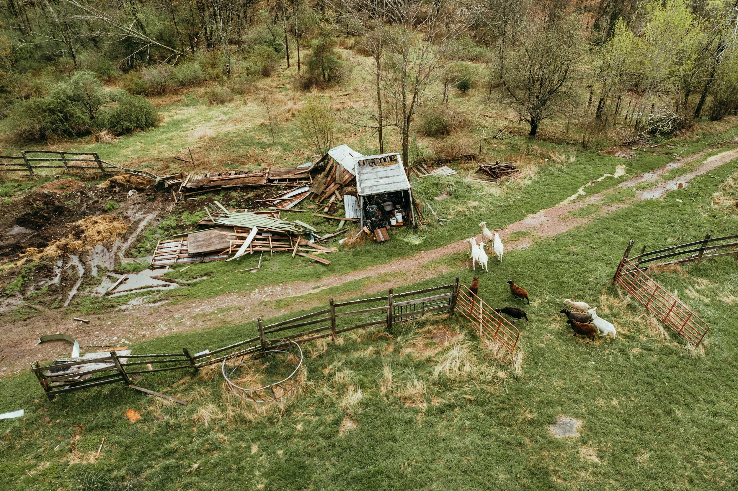 A farmyard with a partially collapsed wooden structure, muddy patches, and several goats grazing near orange fencing. The background has trees and grassy areas with some uneven terrain.