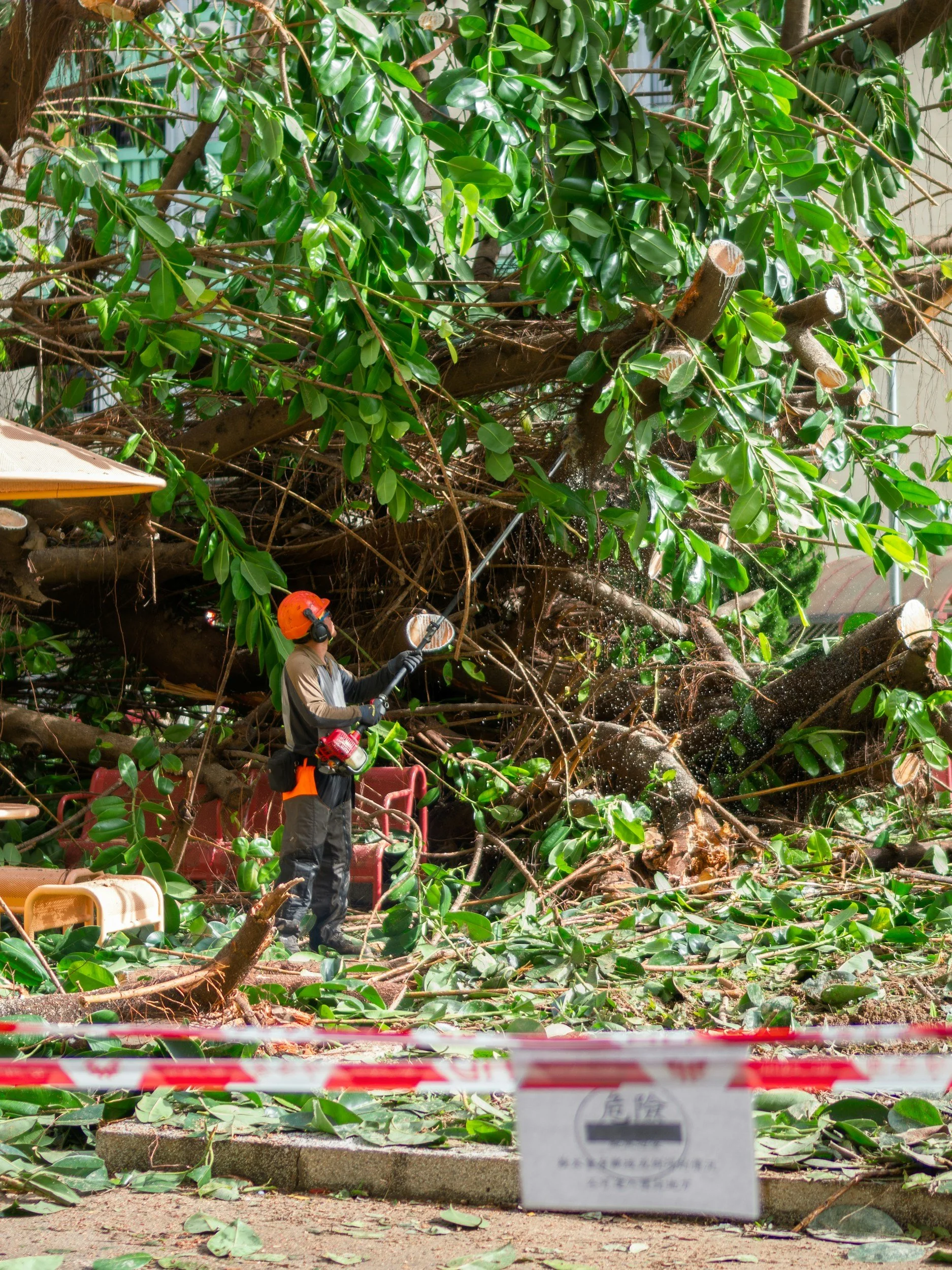 A person wearing a helmet, gloves, and protective gear using a chainsaw to cut fallen tree branches and leaves in an outdoor area with green leafy trees. There is caution tape in the foreground and an orange safety barrier at the bottom.