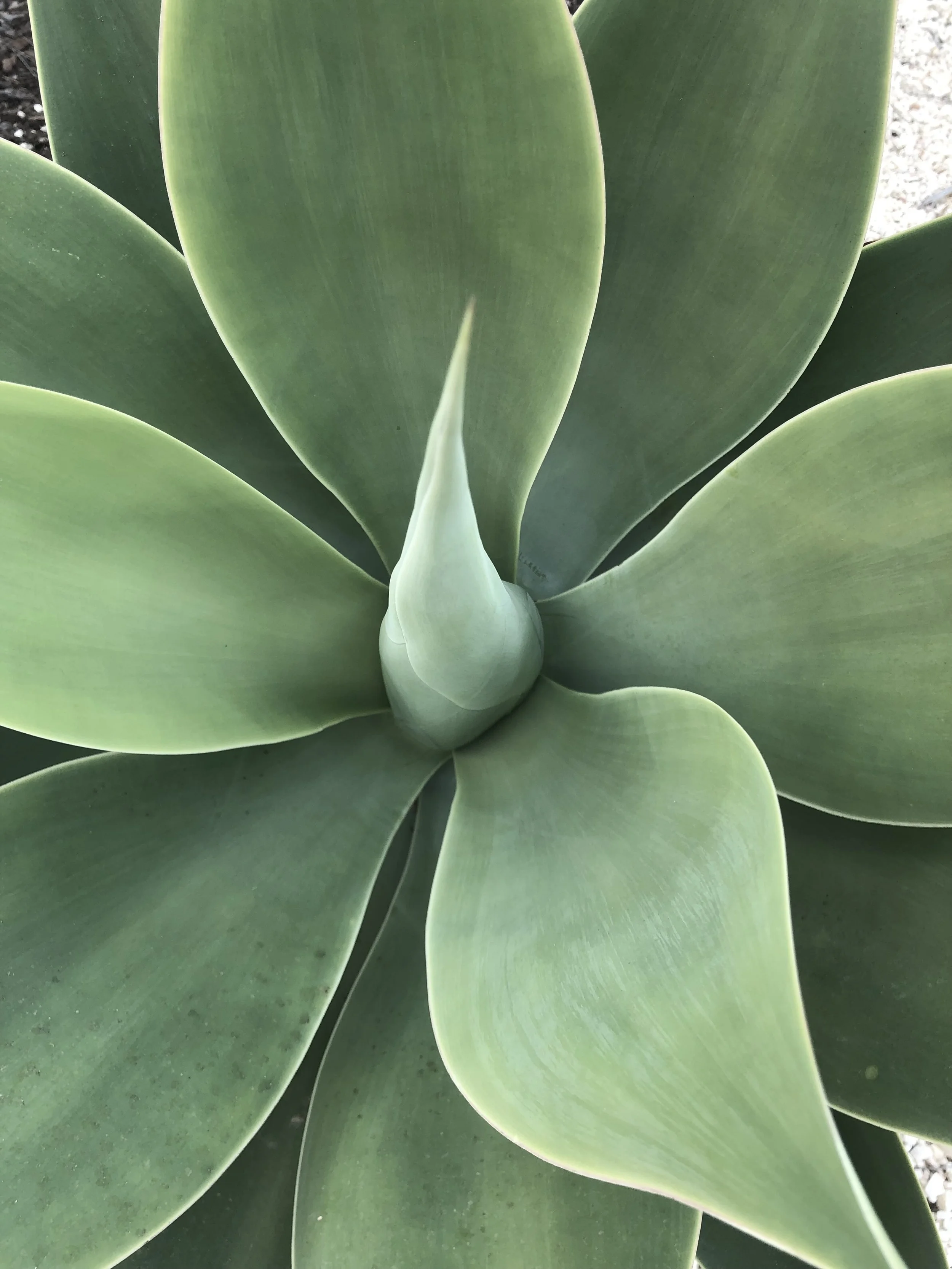 Close-up of a green succulent plant with thick, fleshy leaves arranged in a rosette pattern.