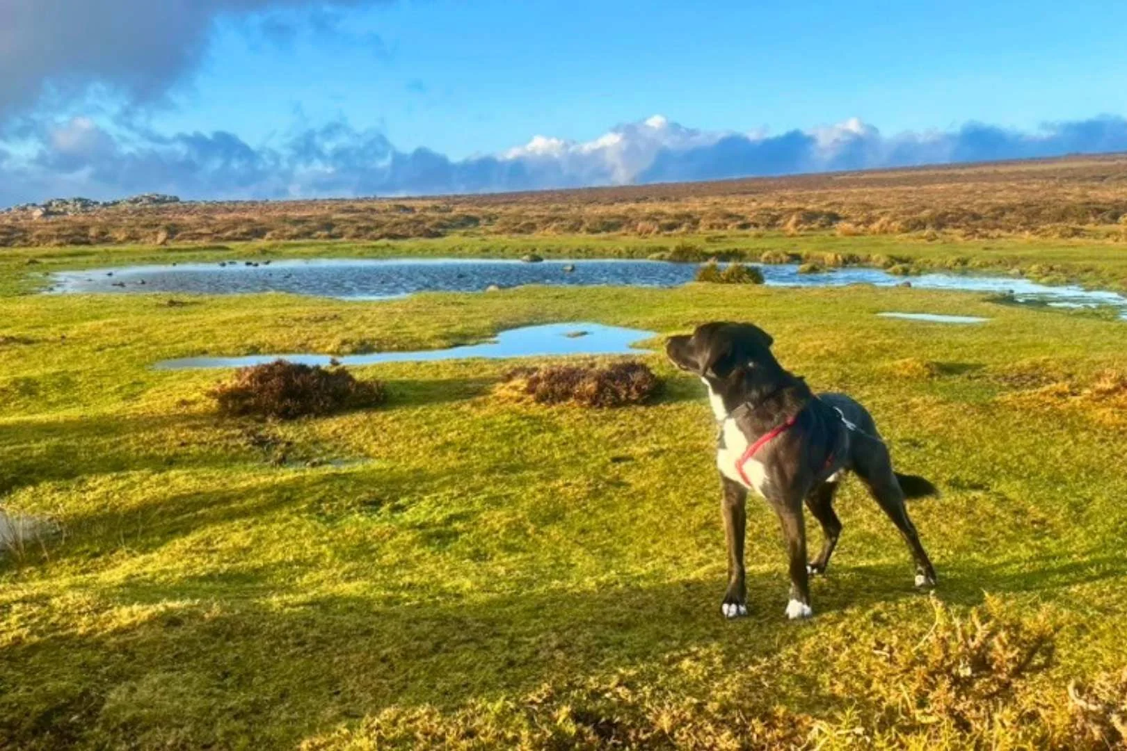 Walkie Pawkies Landscape Photos (3).jpg