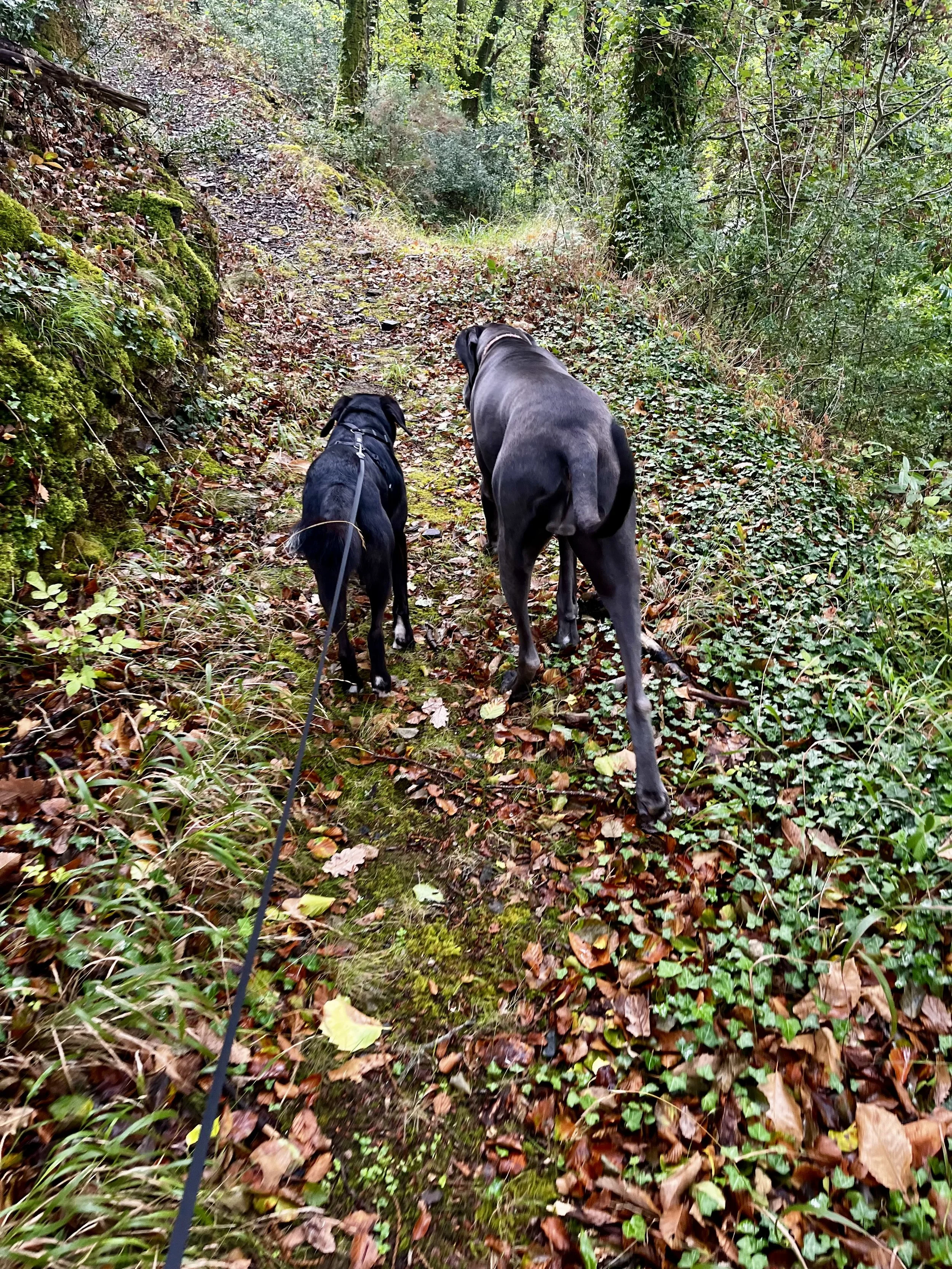 Julia Austin Dog Sittin Great Dane Dartmoor.jpeg