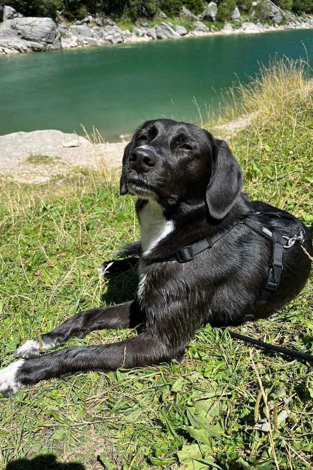 Buddy, Labrador-Collie-Sheperd-Miy lying at a lake in Switzerland, happily resting,