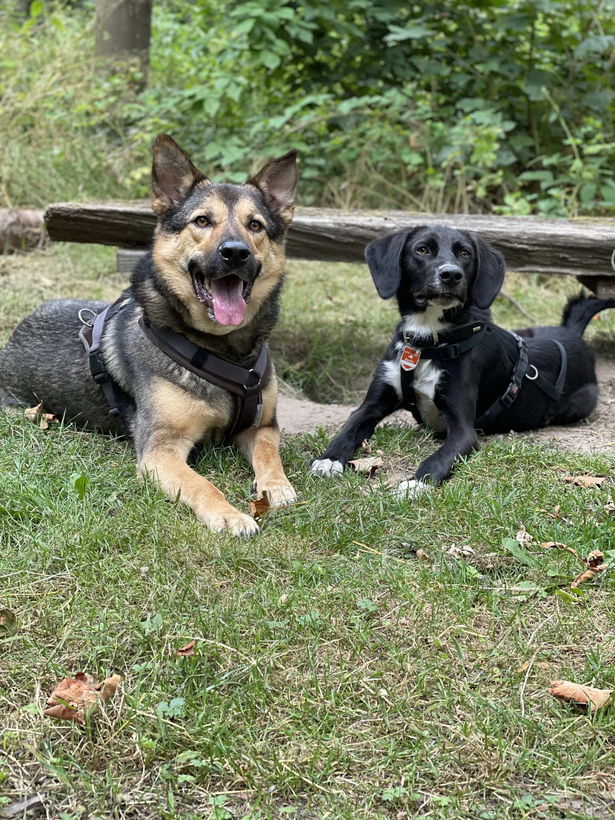 Watson & Buddy lying next to each other