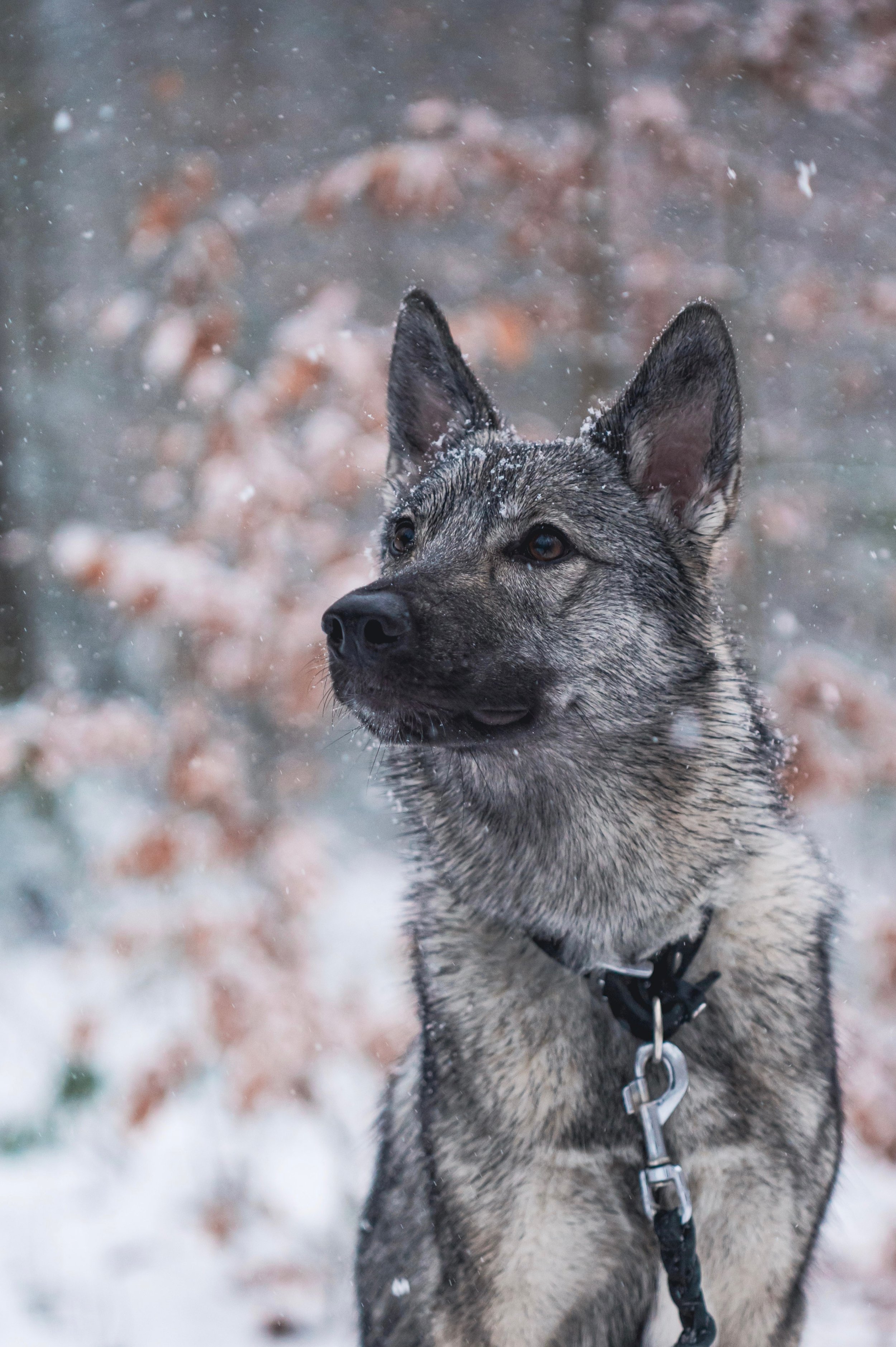 woulfhound porträt