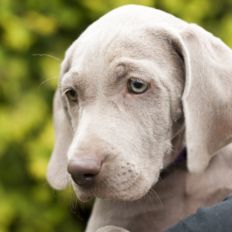 Close-up of a gray Labrador puppy with blue eyes, looking down with a slightly sad expression, outdoors against a blurred green background