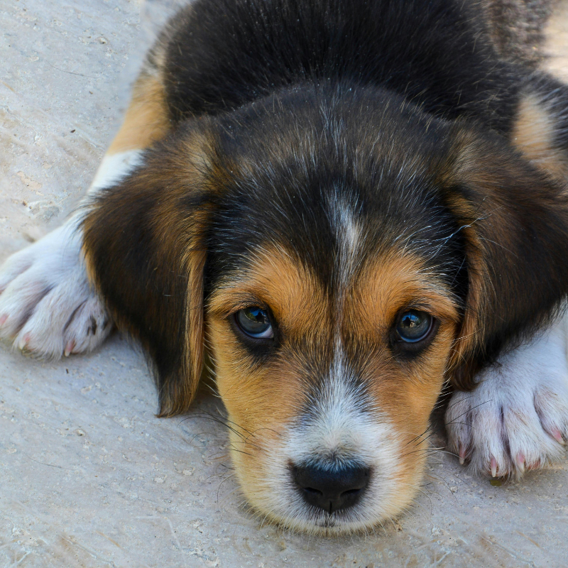 Close-up of a sleepy puppy lying on the ground, looking directly at the camera.