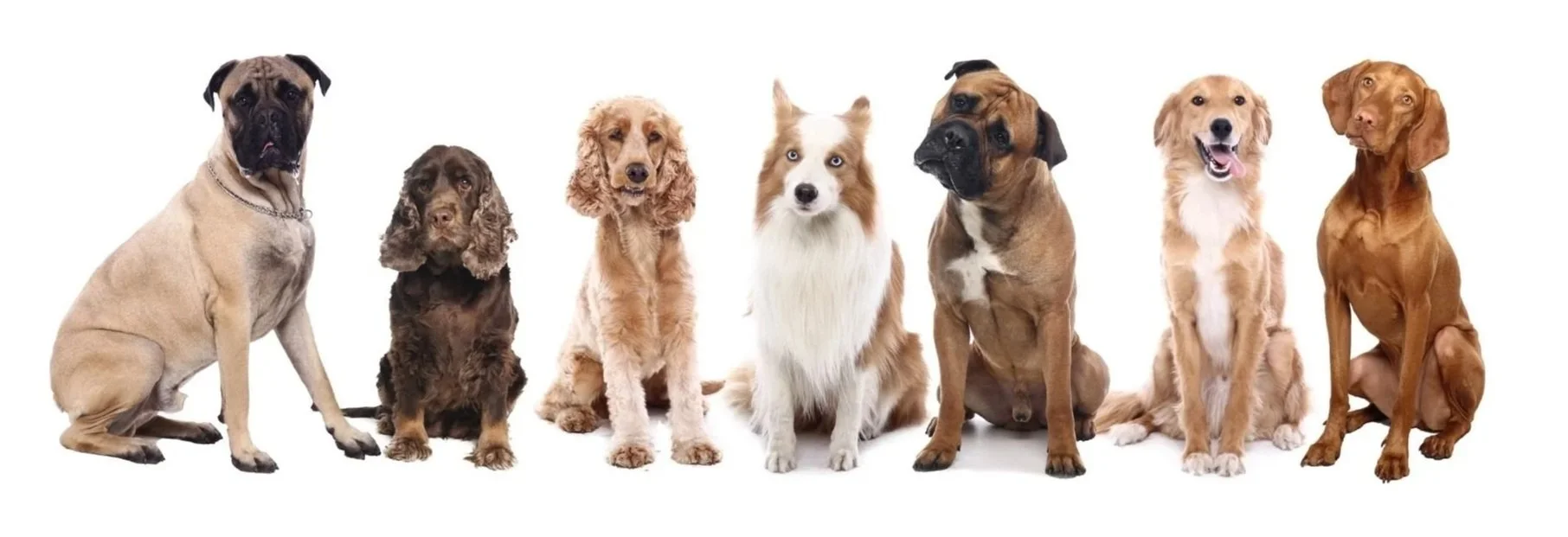 A lineup of seven different dog breeds sitting against a white background.