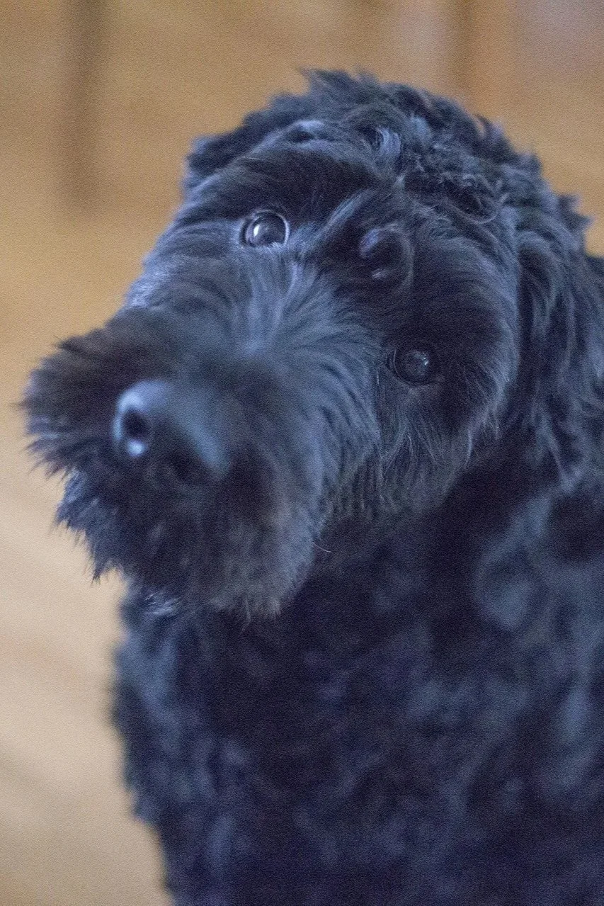 Close-up of a black, curly-haired dog looking slightly to the side.