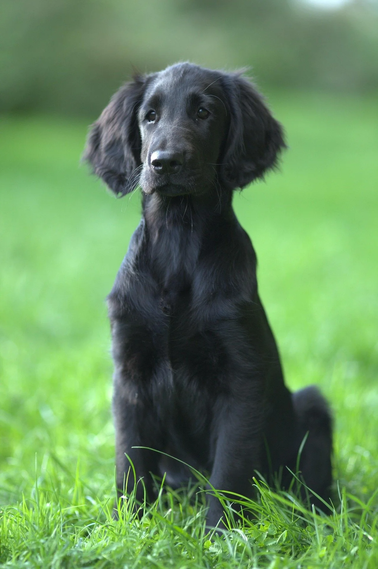 A black dog sitting on green grass outdoors with a blurred green background.