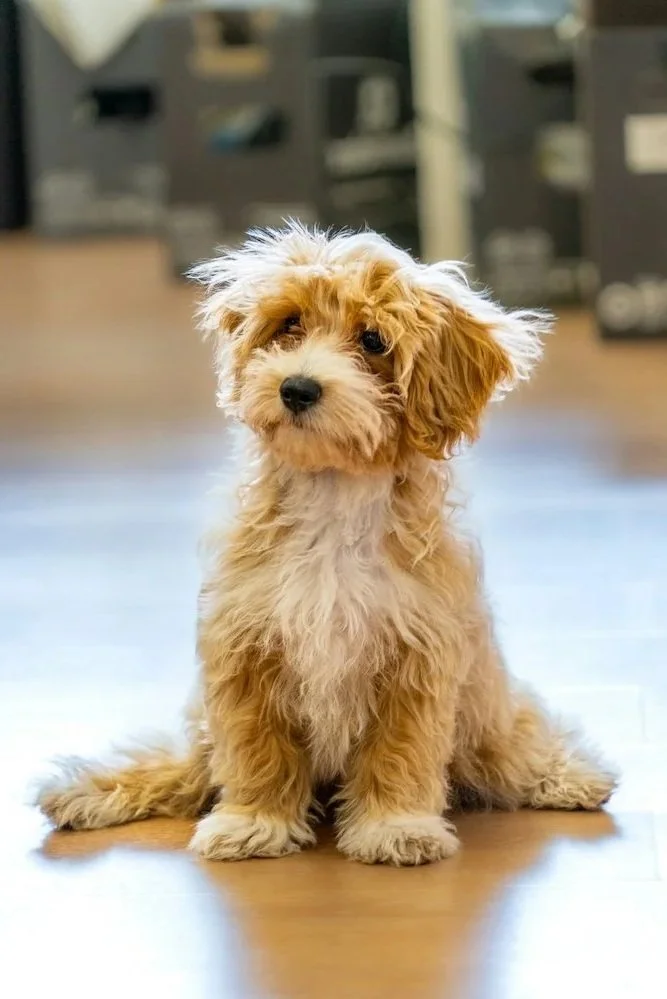 A cute, fluffy, tan-colored puppy sitting on a wooden floor indoors with a blurred background.