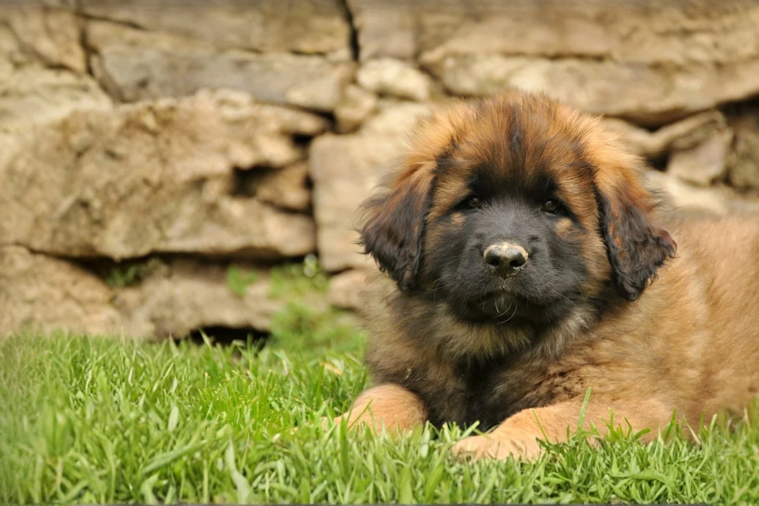 A fluffy brown and black puppy lying on green grass in front of a stone wall.