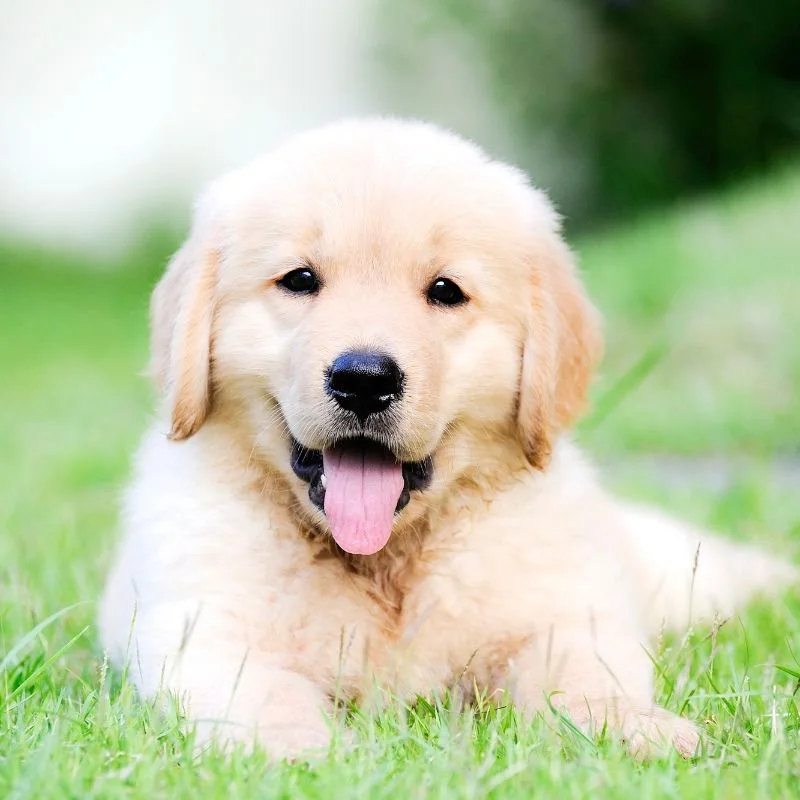 A cute golden retriever puppy lying on green grass with its tongue out.