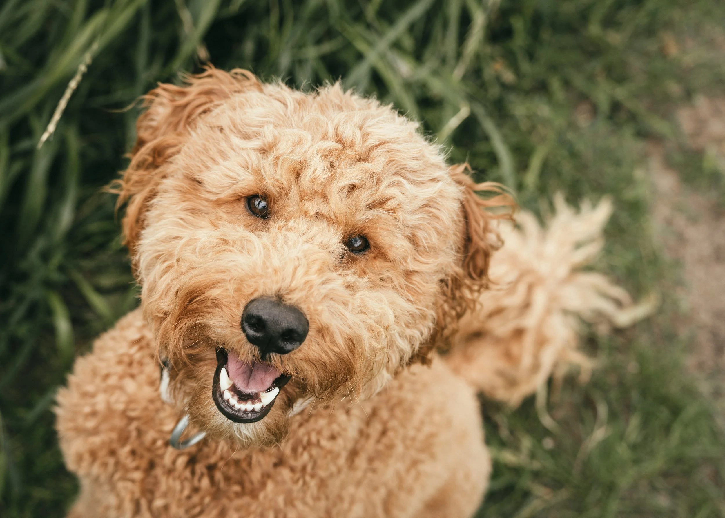 Close-up of a fluffy, curly-haired dog with a tan coat, black nose, and open mouth, outdoors with green foliage in the background.