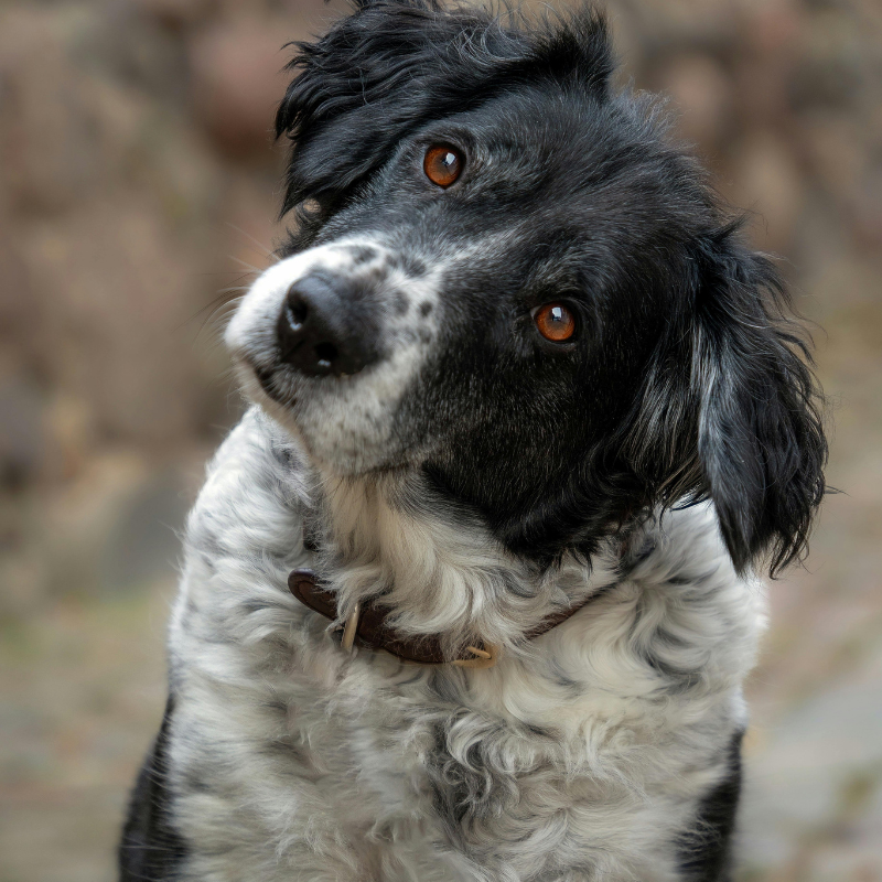 Close-up of a black and white dog with brown eyes, tilting its head.