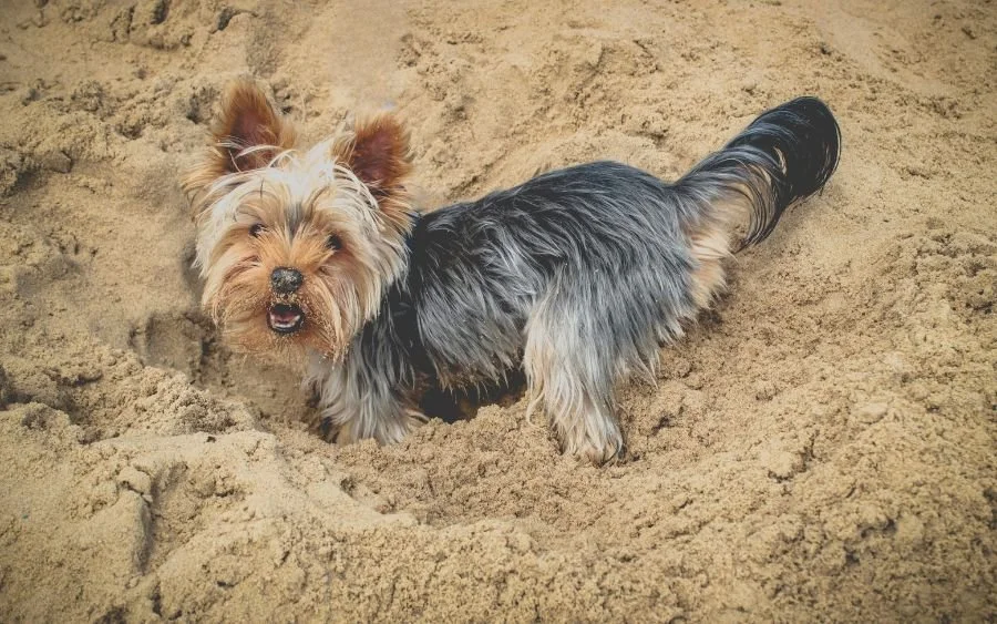 Small Yorkshire Terrier dog standing in the sand at the beach