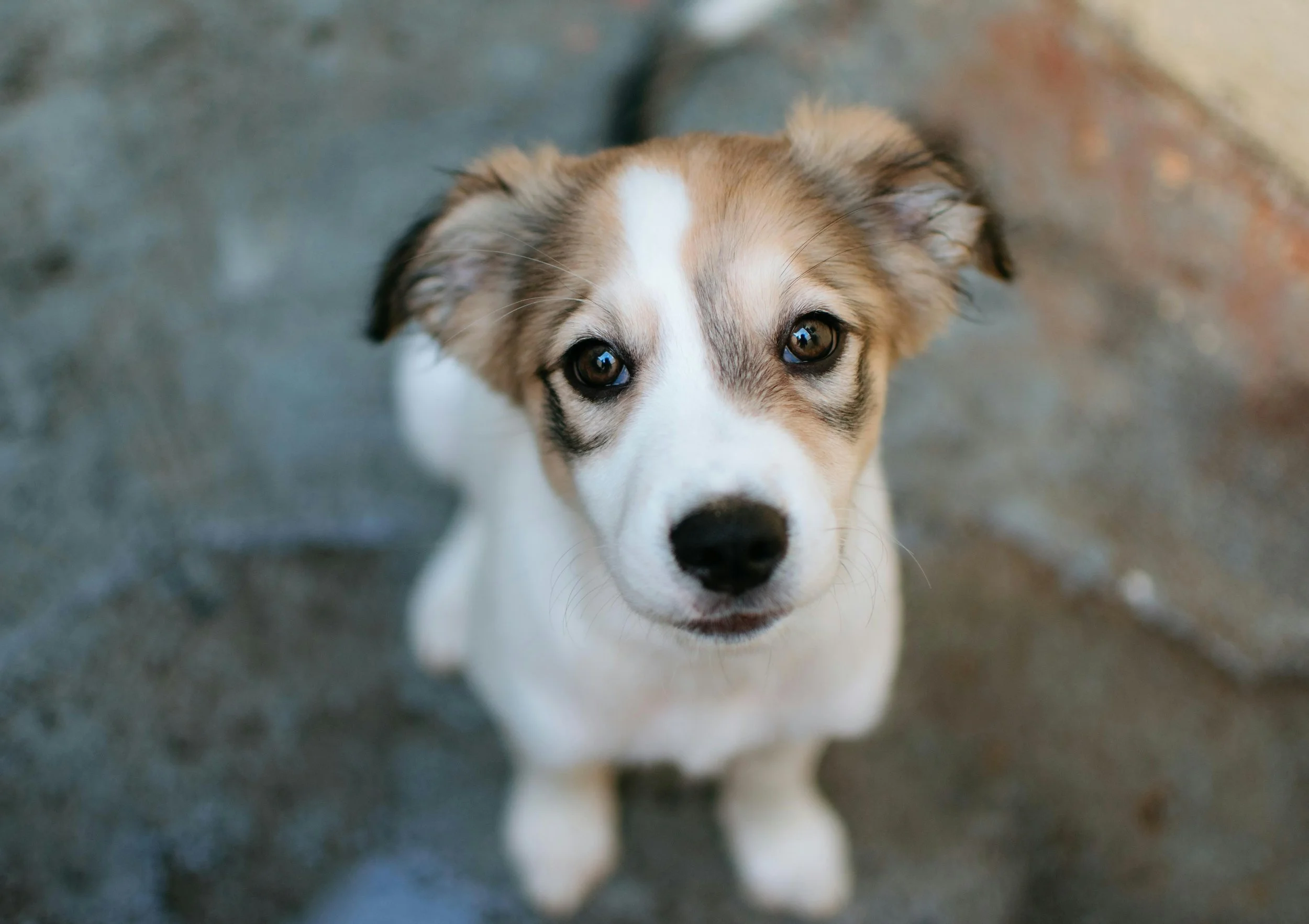 Close-up of a young puppy with brown, black, and white fur, looking up at the camera with brown eyes, on a textured surface.