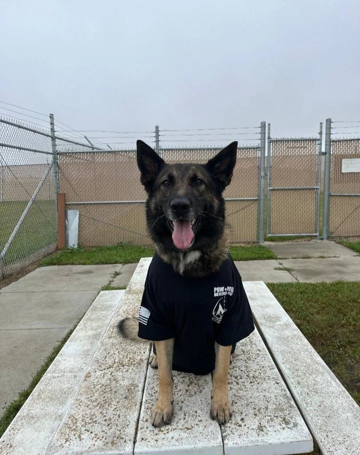 POW/MIA Shirts are MWD Approved!✅
 
AFSA 959 looks forward to seeing everyone supporting the 24 hour POW/MIA run event starting tomorrow 19 Sep 2024 at 1400 hours! 🇺🇸

#POW #MIA #Minot #MWD 🐾