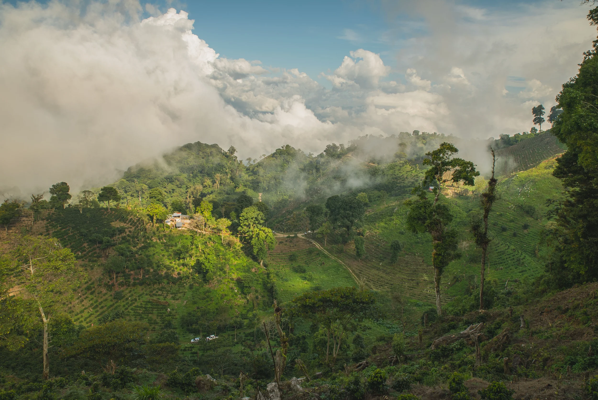 A picture of a coffee farm on a mountain side with clouds