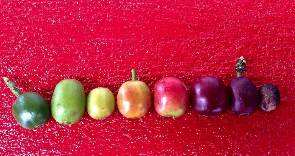 6.-Coffee-Gradation-Antioquia-small.jpg