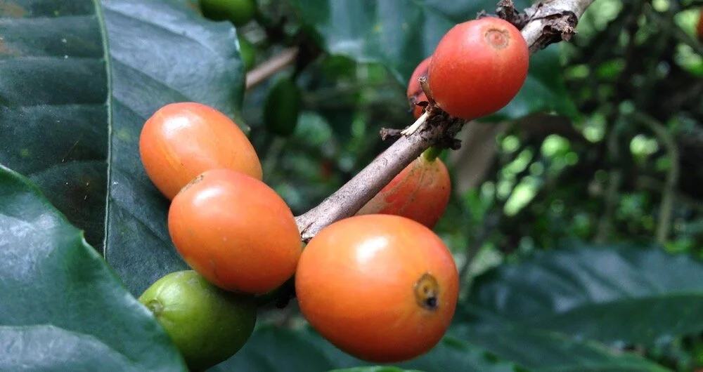 31.-Agro-Gimma-Kaffe-Cenicafé-banner.jpg