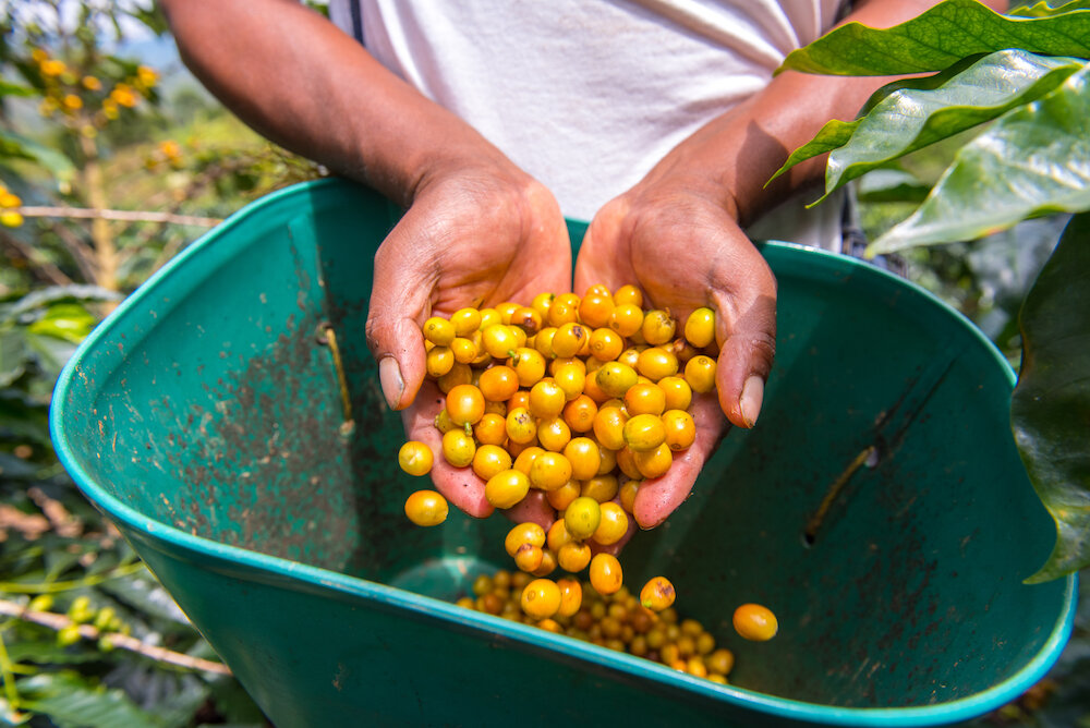 yellow-cherries.jpg