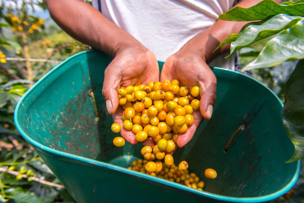 Announcing the 2019 SCA Sustainability Award Winners