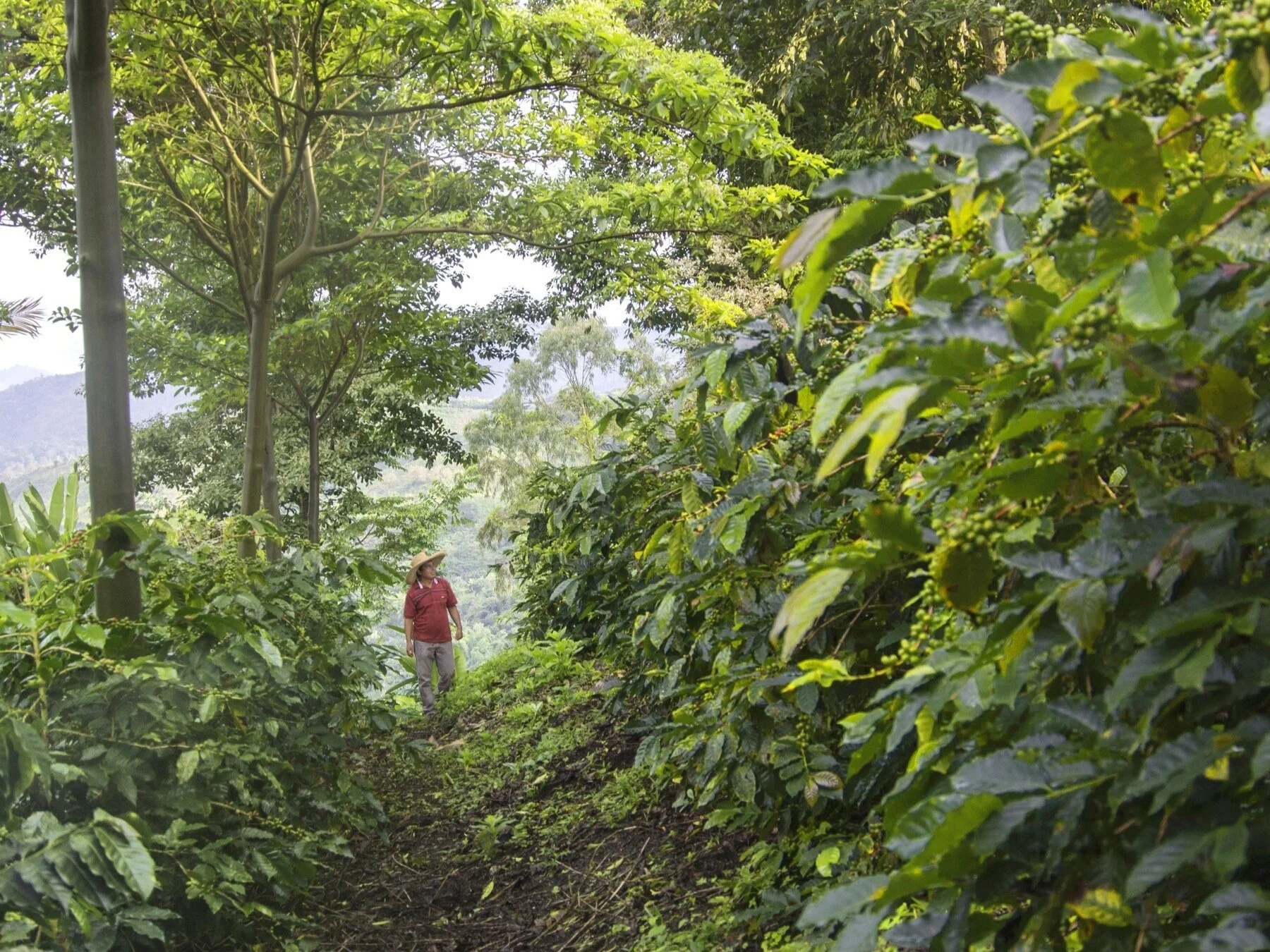 The Uniqueness and Excellence of Peruvian Coffee&nbsp;