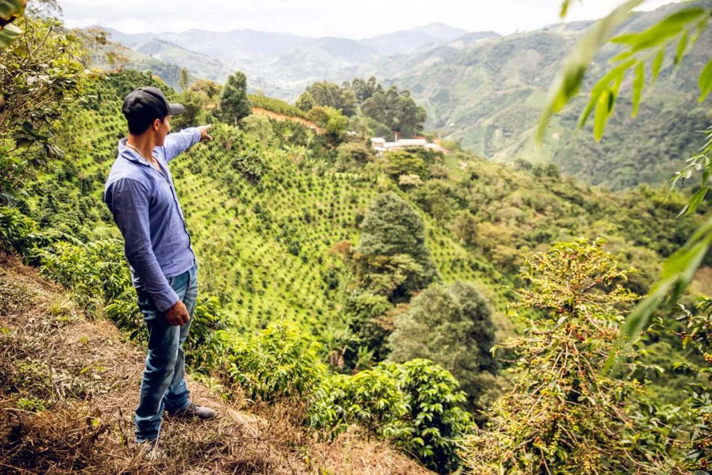 Carlos Guamanga, specialty coffee producer in Huila, Colombia.