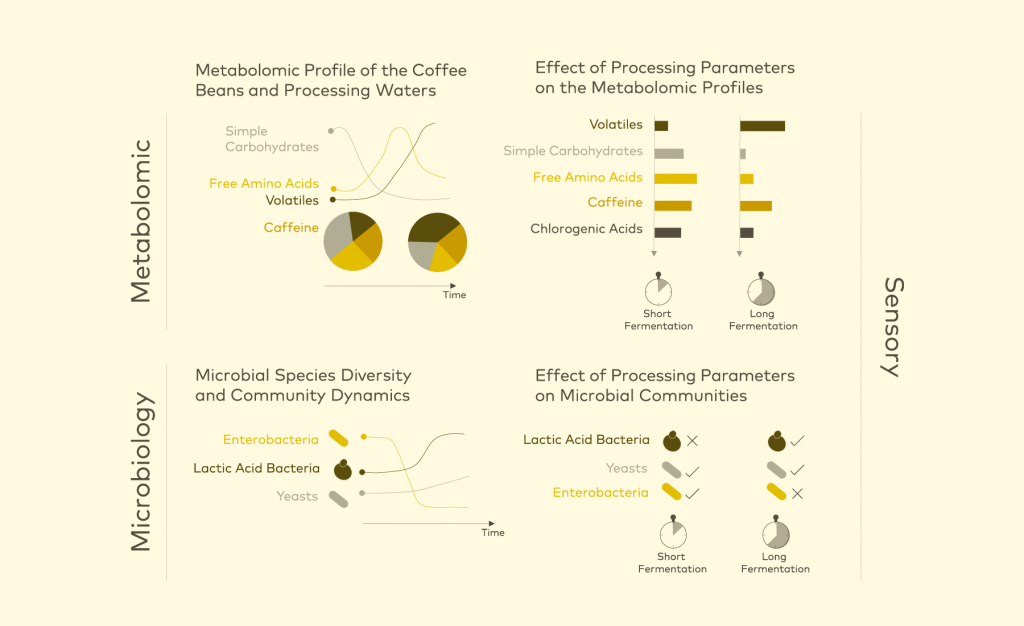 Figura 1: Nuestro enfoque multifásico tienen intención de decodificar el viaje del café desde la cereza hasta la taza, incluyendo los enfoques metabolómico (superior) y mocrobiológico (inferior), para desentrañar el ecosistema del procesado del café, además de las evaluaciones sensoriales de la taza preparada. Para conocer los resultados completos, consulte los documentos relevantes de la investigación.