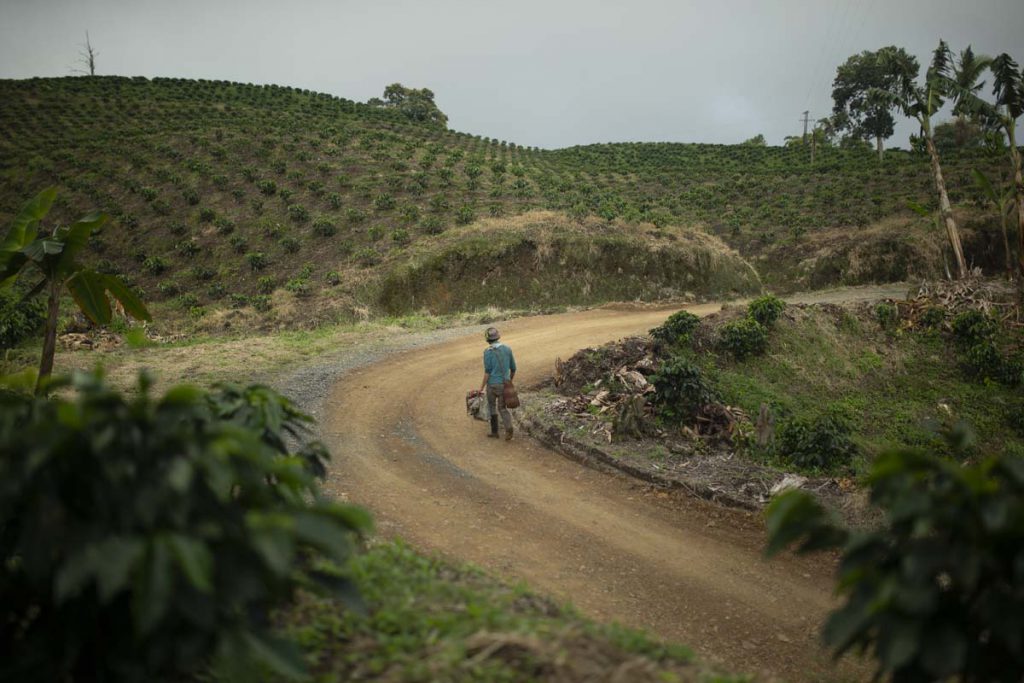 A picker walks the path through La Piscina (“The Pool”), the closest estate to Marsella. Its size and proximity to the town mean that many pickers like to work here.