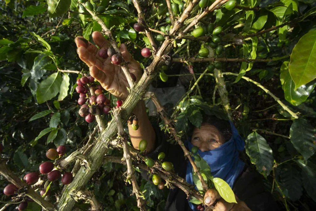 Maria Ángel Londoño, “Panchita,” has picked coffee for 75 of her 80 years. “She never had an education because her father was very conservative and demanded that daughters never intervene in society,” says Juan. She doesn’t think picking coffee is a…
