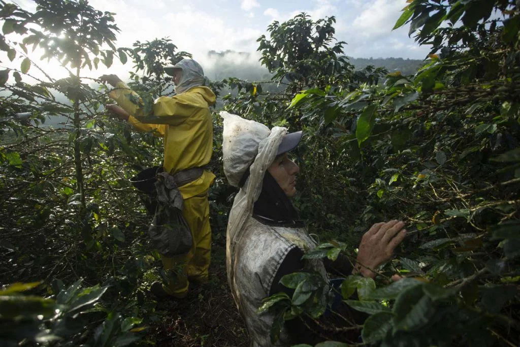 Coffee pickers start their workday from 5am, even when the sun hasn’t yet risen. An average adult picker will collect 80–100 kg a day, but the most skilled aim to collect more than 200 kg of cherry daily. Young pickers only reach 40–50 kg. For this,…