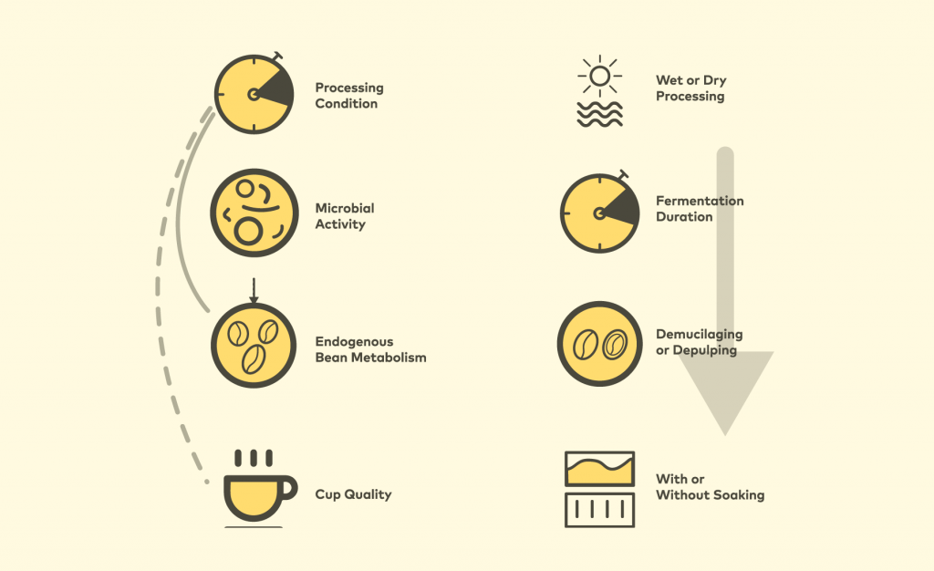 Figure 2: Coffee post-harvest processing consists of several dynamic and intertwined activities, mainly microbial activities and endogenous bean metabolism (left). Switching the processing methods or changing the processing parameters could change t…