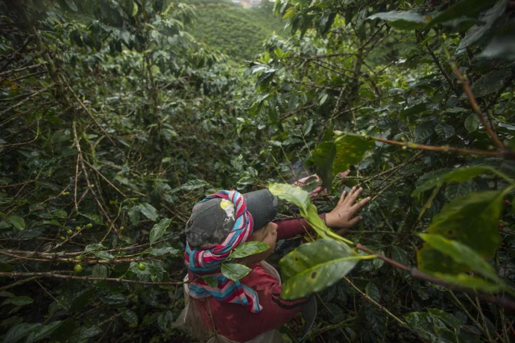 Karen Farjado (14) only learned how to pick coffee six months ago from her mother. She only picks on school holidays “because it is very heavy.” She dreams of being a doctor. Photo: Juan Páez.