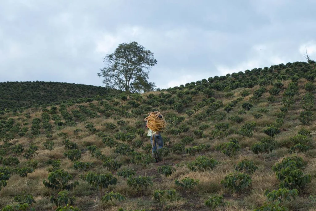 Un trabajador de una plantación sube por una colina en La Piscina llevando mangueras para regar plantas de café jóvenes en la parte superior de la montaña.