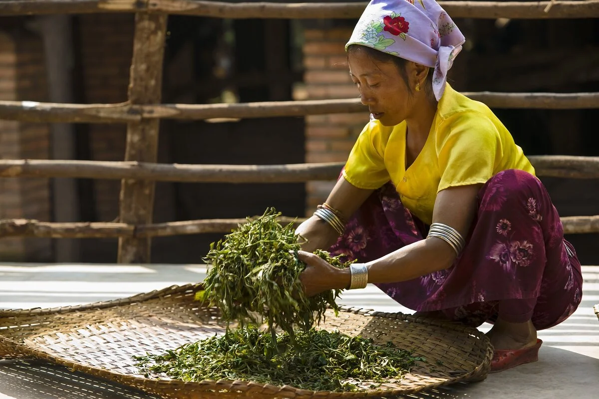 19141_61_tea_sorting.JPG