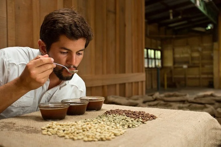 Diego realiza la cata de lotes de la Finca Aquiares.